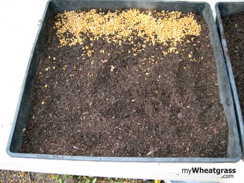Spread Wheatgrass Seeds Over Soil