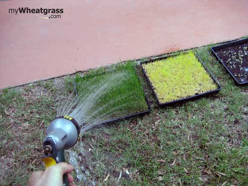 Water the wheatgrass daily