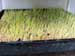 grow wheatgrass step 8
