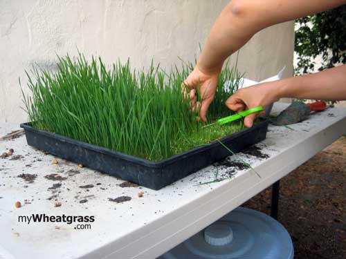 Harvesting Wheatgrass