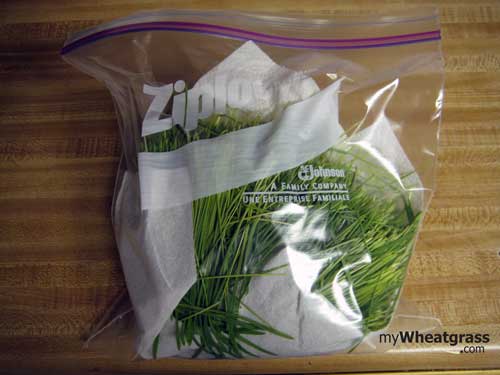 Wheatgrass Storage