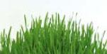 How to Grow Wheatgrass