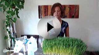 How to Grow Wheatgrass in Your Kitchen - Video