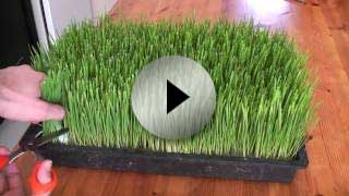How to Grow Wheatgrass - Video