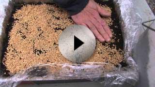 Grow Wheatgrass Indoors Using Recycled Materials - Video
