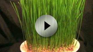 Wheatgrass Growing - Time Lapse - Video