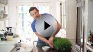 Wheatgrass Tips - Video