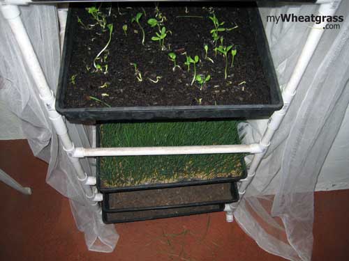 Where to Grow Wheatgrass?